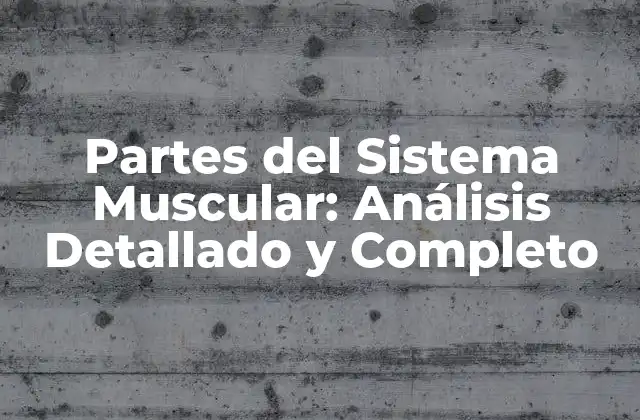 Partes Del Sistema Muscular: Análisis Detallado y Completo