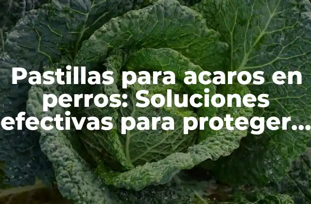 Pastillas para Acaros en Perros: Soluciones Efectivas para Proteger a Tu Mascota