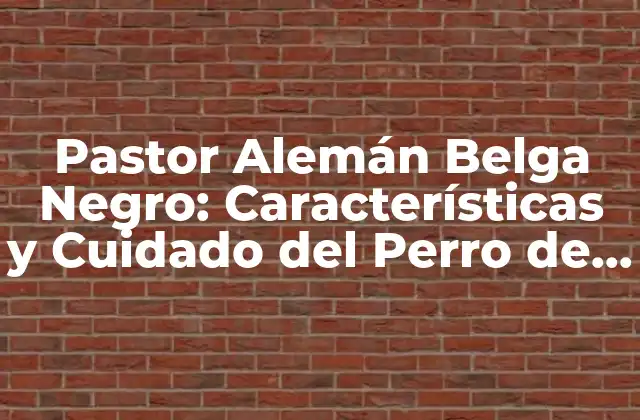 Pastor Alemán Belga Negro: Características y Cuidado Del Perro de Guardia Más Popular