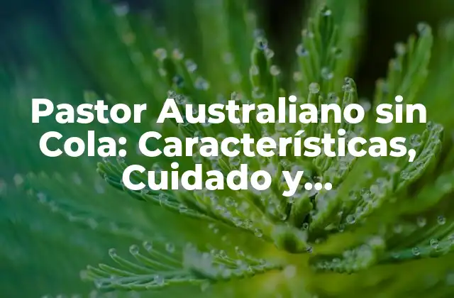 Pastor Australiano sin Cola: Características, Cuidado y Adiestramiento