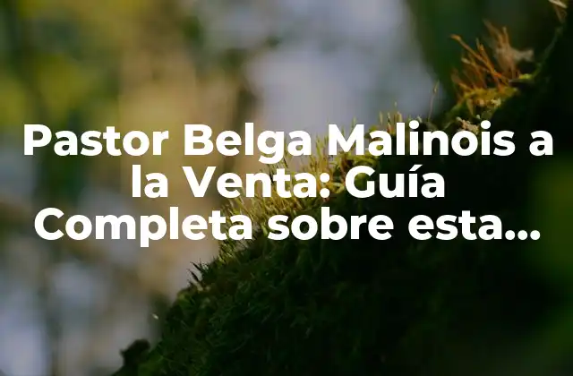 Pastor Belga Malinois a la Venta: Guía Completa sobre Esta Raza de Perro de Elite