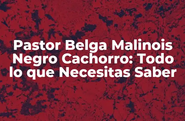 Pastor Belga Malinois Negro Cachorro: Todo Lo que Necesitas Saber