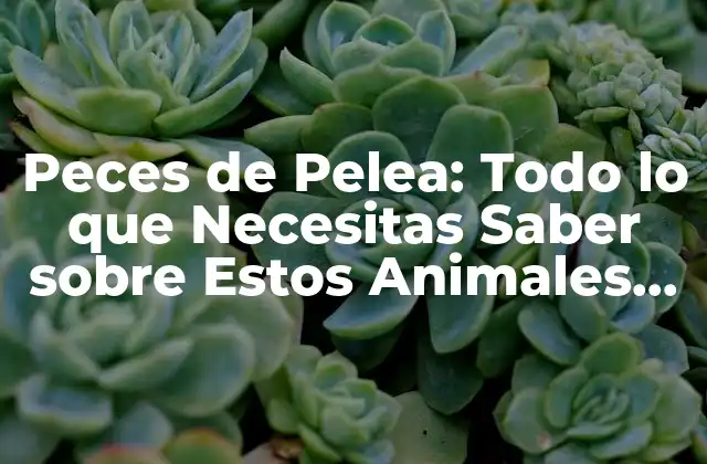 Peces de Pelea: Todo Lo que Necesitas Saber sobre Estos Animales Ferozes