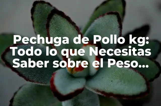 Pechuga de Pollo Kg: Todo Lo que Necesitas Saber sobre el Peso Ideal