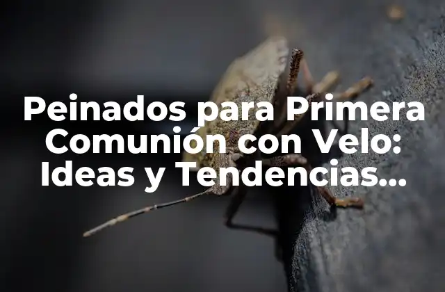 Peinados para Primera Comunión con Velo: Ideas y Tendencias 2023