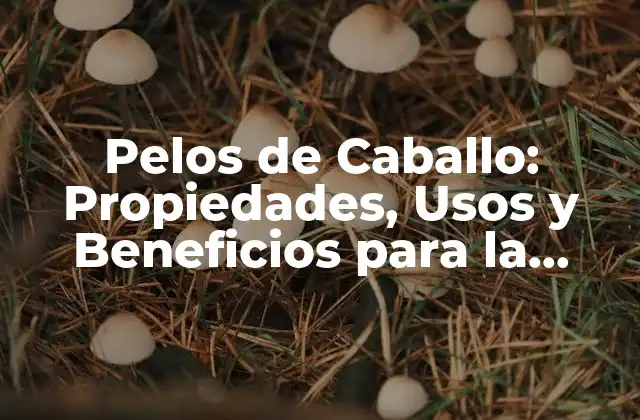 Pelos de Caballo: Propiedades, Usos y Beneficios para la Salud