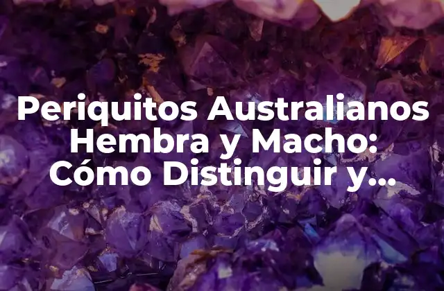 Periquitos Australianos Hembra y Macho: Cómo Distinguir y Cuidar