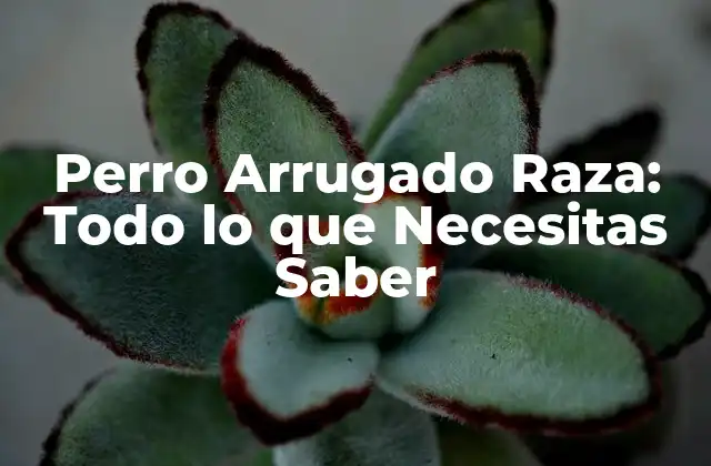 Perro Arrugado Raza: Todo Lo que Necesitas Saber