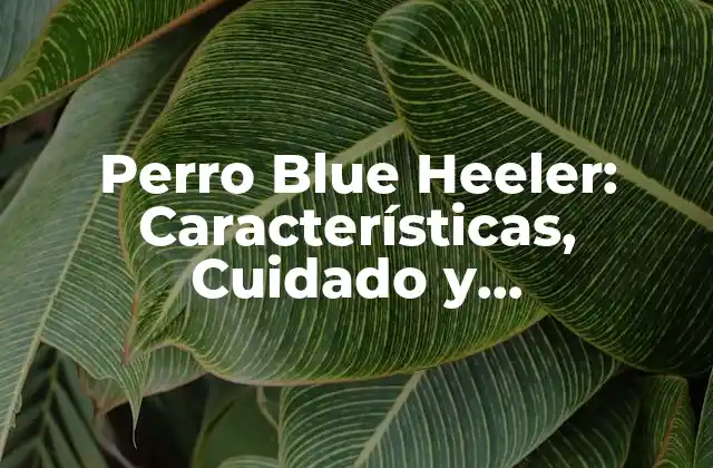 Perro Blue Heeler: Características, Cuidado y Entrenamiento Del Perro Azul Australiano
