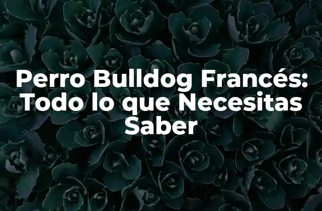 Orígenes y Historia del Perro Bulldog Francés