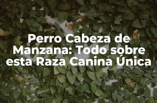 Perro Cabeza de Manzana: Todo sobre Esta Raza Canina Única