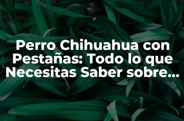 Perro Chihuahua con Pestañas: Todo Lo que Necesitas Saber sobre Esta Raza Única