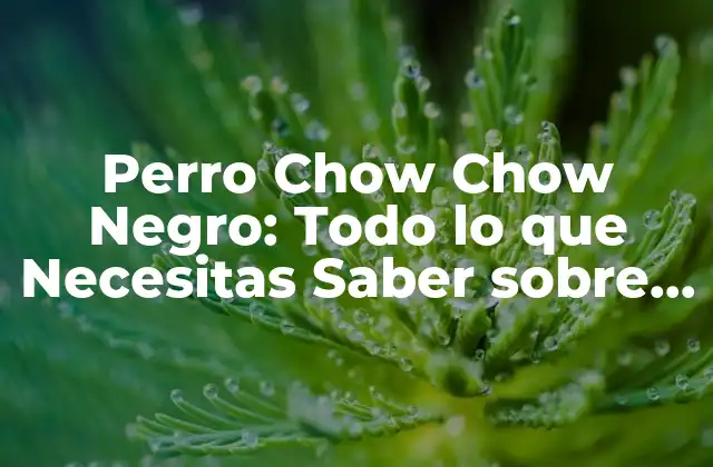 Perro Chow Chow Negro: Todo Lo que Necesitas Saber sobre Esta Raza Canina