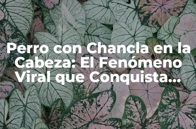 Perro con Chancla en la Cabeza: el Fenómeno Viral que Conquista Internet