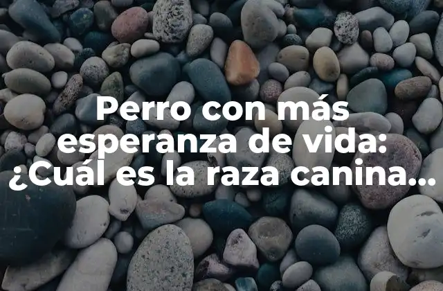 Perro con Más Esperanza de Vida: ¿cuál es la Raza Canina Más Longeva?