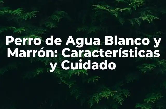 Perro de Agua Blanco y Marrón: Características y Cuidado