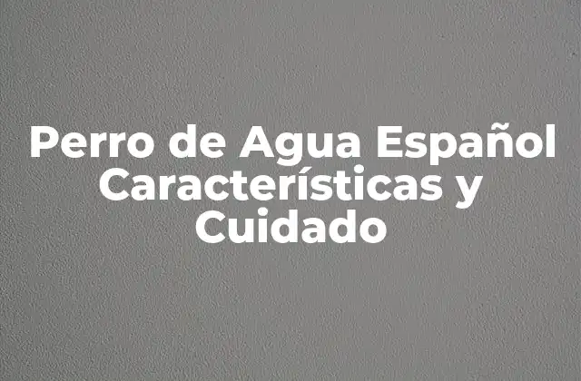 Perro de Agua Español Características y Cuidado
