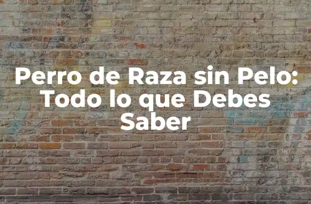 Perro de Raza sin Pelo: Todo Lo que Debes Saber