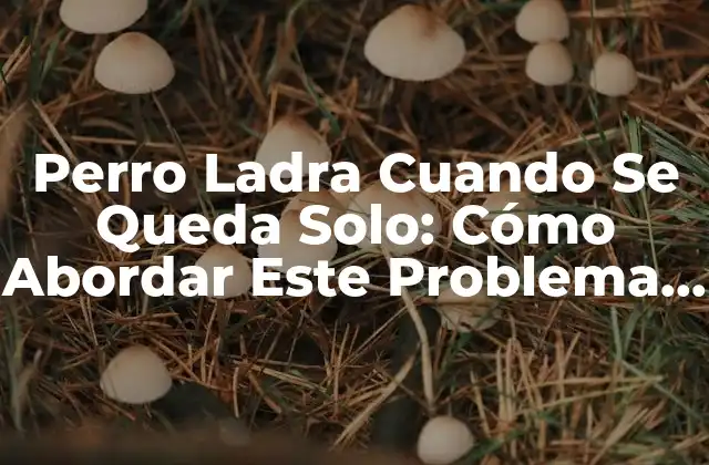 Perro Ladra Cuando Se Queda Solo: Cómo Abordar Este Problema Común