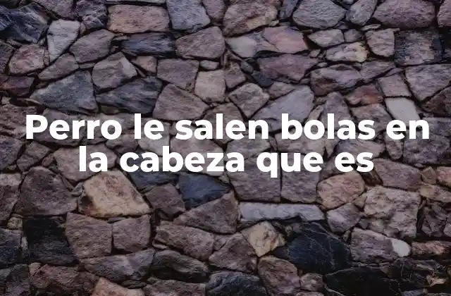 Perro Le Salen Bolas en la Cabeza que es 2 Causas comunes de las bolas en la cabeza en perros