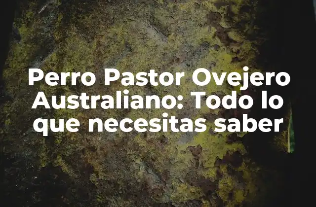 Perro Pastor Ovejero Australiano: Todo Lo que Necesitas Saber