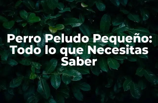 Perro Peludo Pequeño: Todo Lo que Necesitas Saber