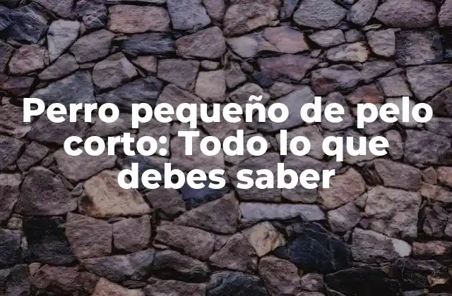 Perro Pequeño de Pelo Corto: Todo Lo que Debes Saber