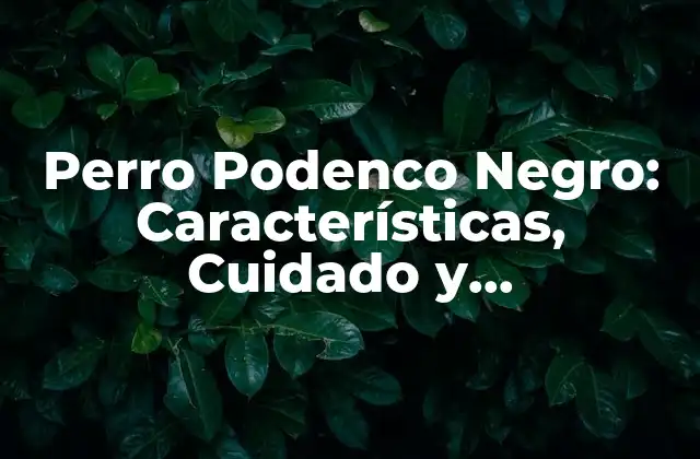 Perro Podenco Negro: Características, Cuidado y Adiestramiento