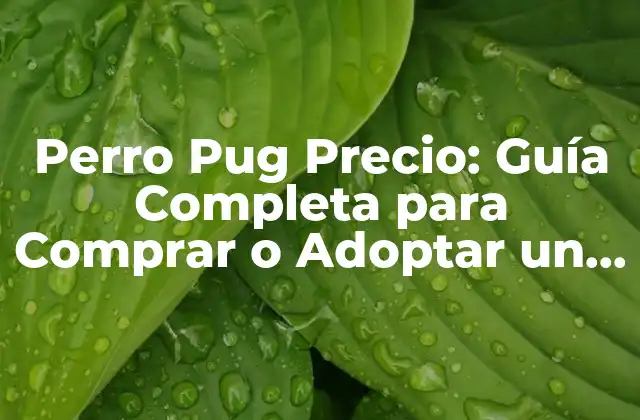 Perro Pug Precio: Guía Completa para Comprar o Adoptar un Pug