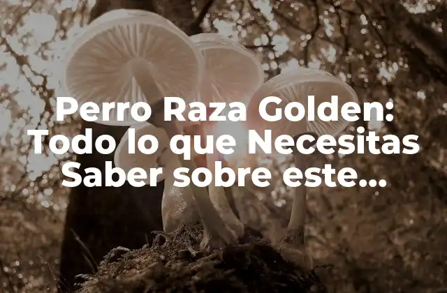 Perro Raza Golden: Todo Lo que Necesitas Saber sobre Este Amigo Leal