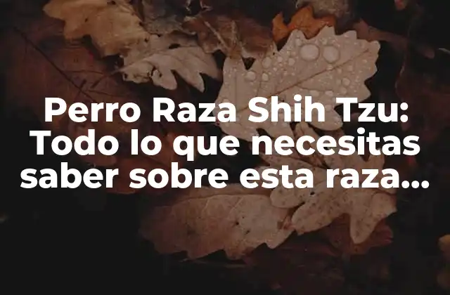 Perro Raza Shih Tzu: Todo Lo que Necesitas Saber sobre Esta Raza Canina