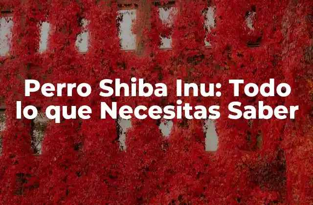 Perro Shiba Inu: Todo Lo que Necesitas Saber