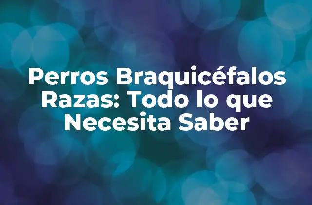 Perros Braquicéfalos Razas: Todo Lo que Necesita Saber 2 ¿Qué son los Perros Braquicéfalos?