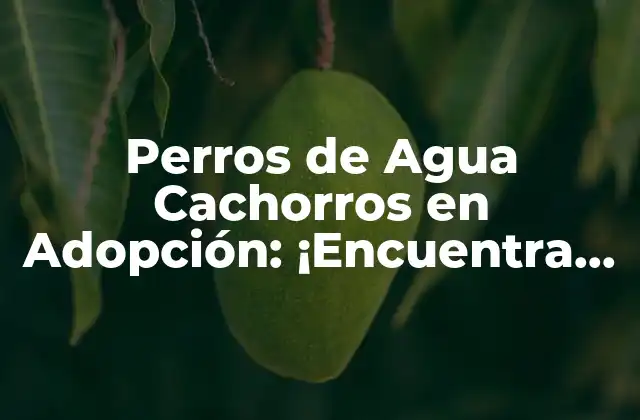 Perros de Agua Cachorros en Adopción: ¡encuentra Tu Nuevo Mejor Amigo!