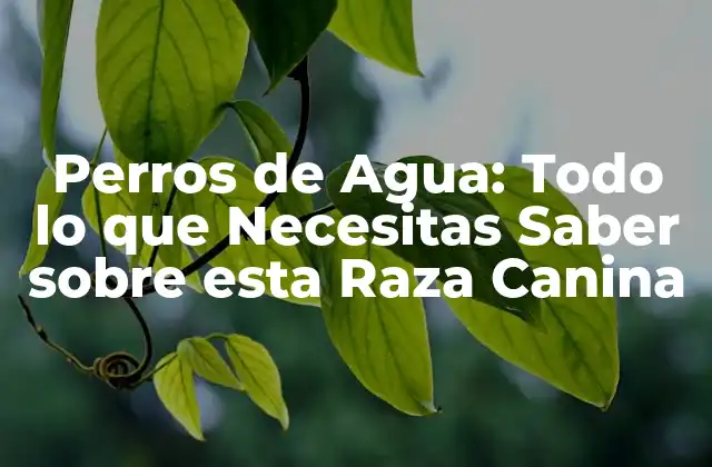 Perros de Agua: Todo Lo que Necesitas Saber sobre Esta Raza Canina