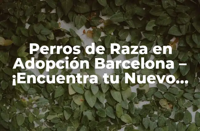 Perros de Raza en Adopción Barcelona – ¡encuentra Tu Nuevo Mejor Amigo!