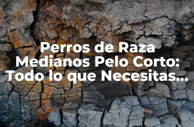 Perros de Raza Medianos Pelo Corto: Todo Lo que Necesitas Saber