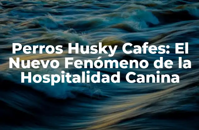 Perros Husky Cafes: el Nuevo Fenómeno de la Hospitalidad Canina