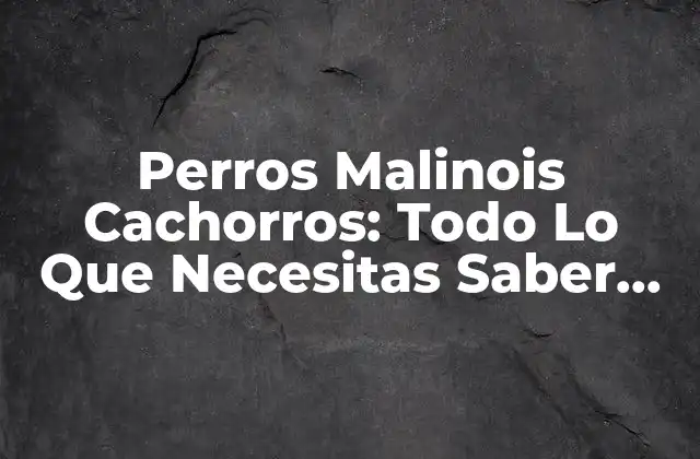 Perros Malinois Cachorros: Todo Lo que Necesitas Saber sobre Estos Adorables Animales