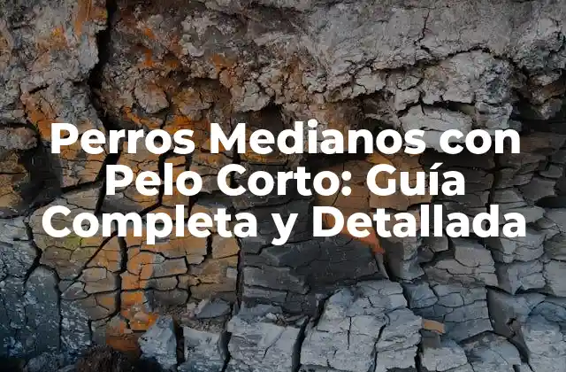 Perros Medianos con Pelo Corto: Guía Completa y Detallada