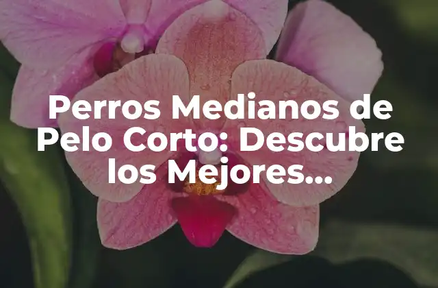 Perros Medianos de Pelo Corto: Descubre los Mejores Compañeros de Vida