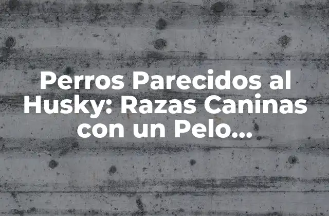 ¿Cuáles son las Características de los Perros Parecidos al Husky?