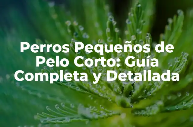 Perros Pequeños de Pelo Corto: Guía Completa y Detallada