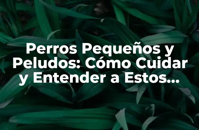 Perros Pequeños y Peludos: Cómo Cuidar y Entender a Estos Adorables Compañeros