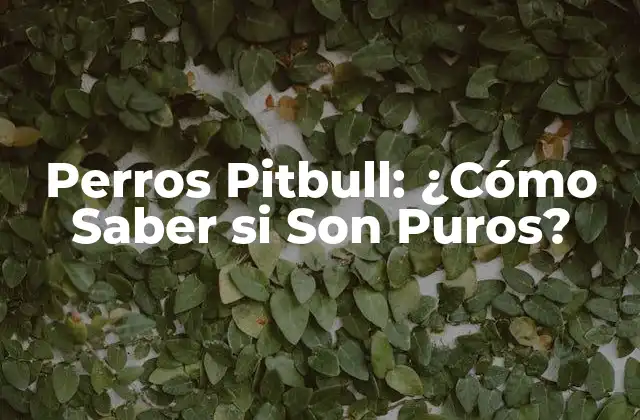 Perros Pitbull: ¿cómo Saber Si Son Puros?