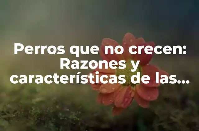 Perros que No Crecen: Razones y Características de las Razas Enanas 2 ¿Cuáles son las razones por las que algunos perros no crecen?