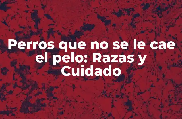 Perros que No Se Le Cae el Pelo: Razas y Cuidado