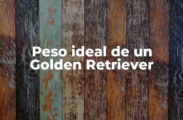 Peso Ideal de un Golden Retriever