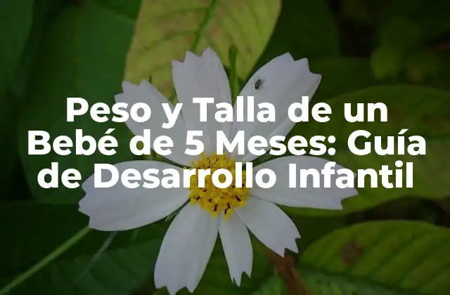 Peso y Talla de un Bebé de 5 Meses: Guía de Desarrollo Infantil