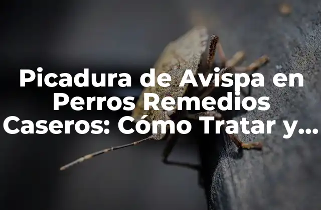 Picadura de Avispa en Perros Remedios Caseros: Cómo Tratar y Prevenir